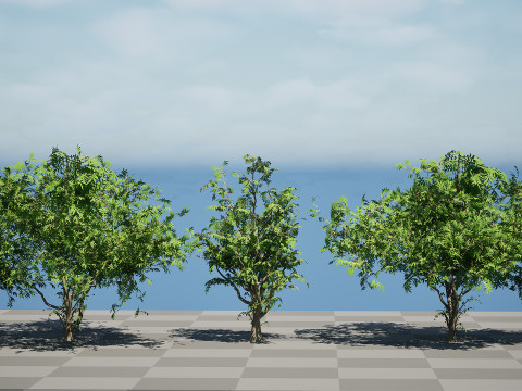 South African Wild Plum Tree Pack 3D Model
