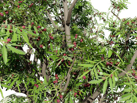 South African Wild Plum Tree Pack 3D Model