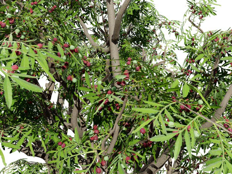 South African Wild Plum Tree Pack 3D Model