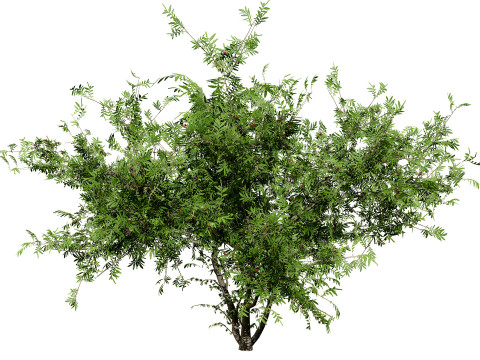 South African Wild Plum Tree Pack 3D Model