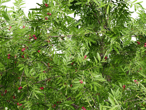 South African Wild Plum Tree Pack 3D Model