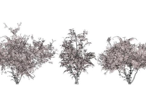 South African Wild Plum Tree Pack 3D Model