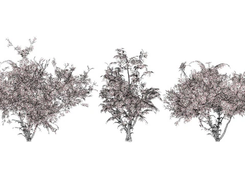 South African Wild Plum Tree Pack 3D Model