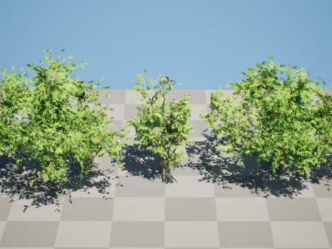 South African Wild Plum Tree Pack 3D Model