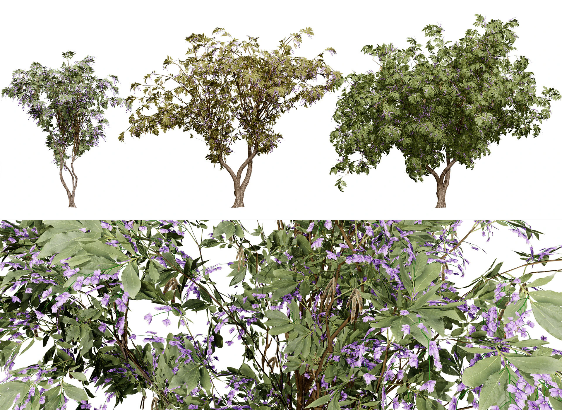 South African Tree Wisteria Collection 3D Model .c4d .max .obj .3ds .fbx .stl .blend 