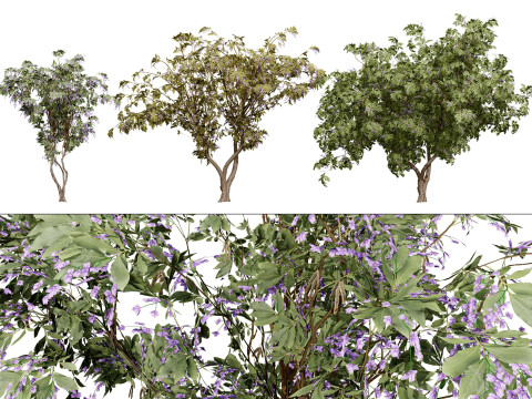 South African Tree Wisteria Collection 3D 모델