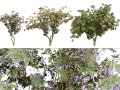 South African Tree Wisteria Collection 3D मॉडल