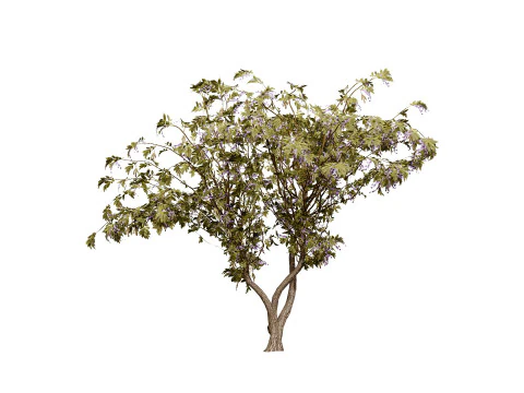 South African Tree Wisteria Collection 3D Model