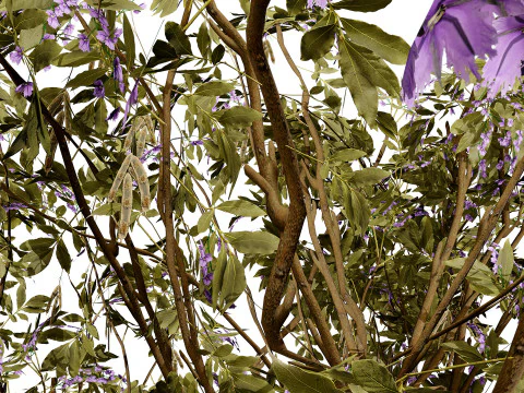 South African Tree Wisteria Collection 3D Model
