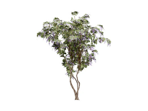 South African Tree Wisteria Collection 3D Model