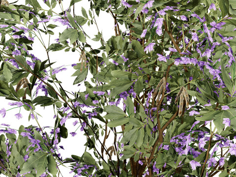 South African Tree Wisteria Collection 3D Model