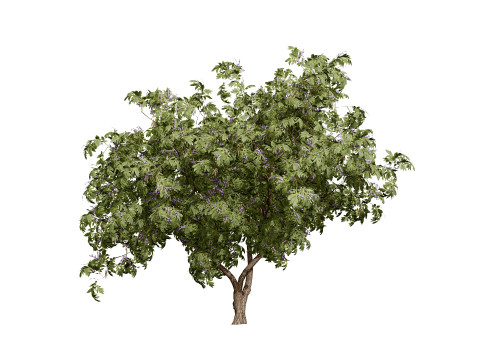South African Tree Wisteria Collection 3D Model