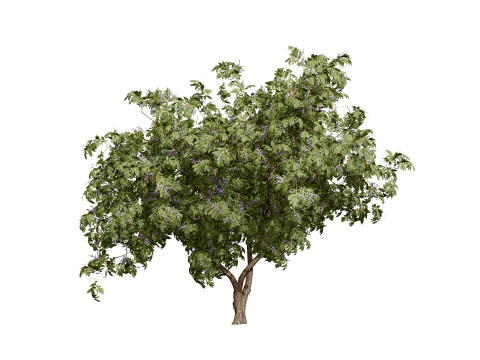South African Tree Wisteria Collection 3D Model