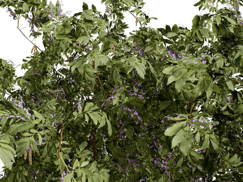 South African Tree Wisteria Collection 3D Model