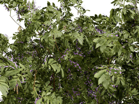 South African Tree Wisteria Collection 3D Model