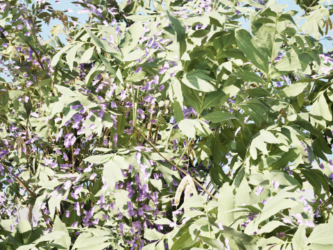 South African Tree Wisteria Collection 3D Model
