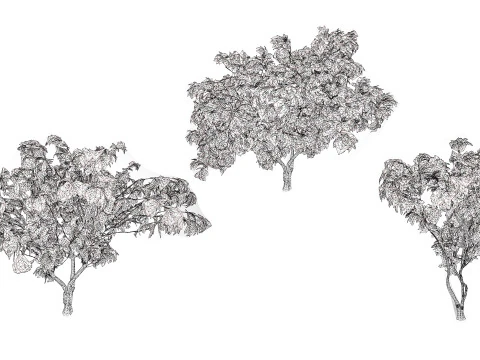 South African Tree Wisteria Collection 3D Model
