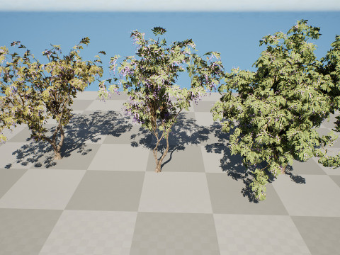 South African Tree Wisteria Collection 3D Model