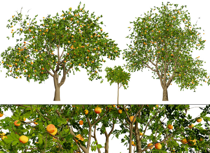 Grapefruit Tree 3D 모델 .c4d .max .obj .3ds .fbx .stl .blend