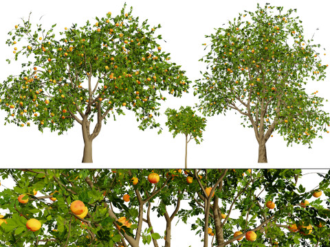 Grapefruit Tree 3D 모델