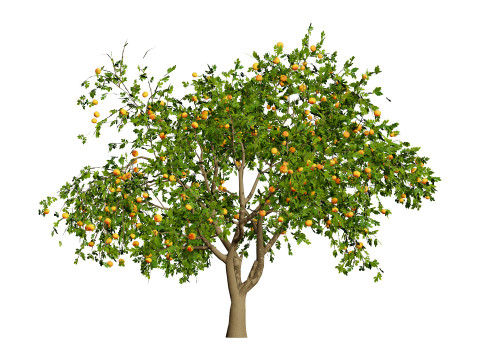 Grapefruit Tree Modello 3D