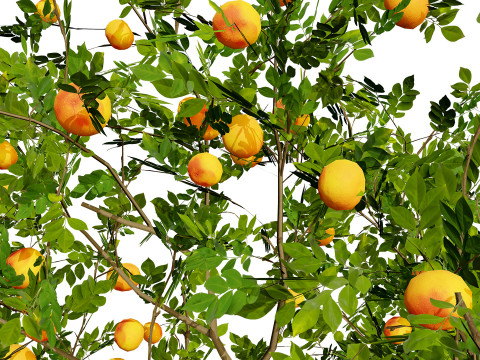 Grapefruit Tree Modello 3D