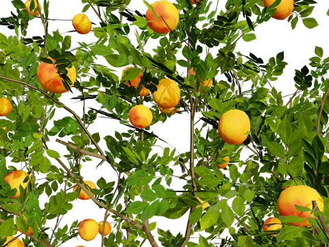 グレープフルーツの木 3Dモデル