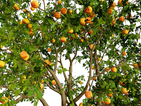 グレープフルーツの木 3Dモデル