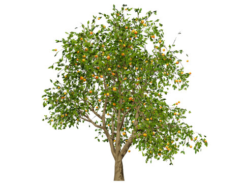 Grapefruit Tree Modello 3D