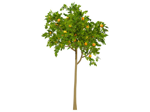 Grapefruit Tree Modello 3D