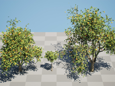 Grapefruit Tree Modello 3D