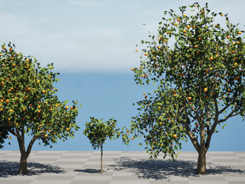 Grapefruit Tree Modello 3D