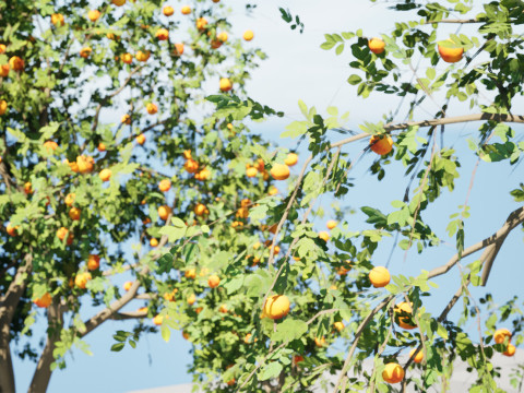 Grapefruit Tree Modello 3D