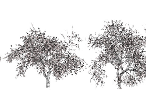 Grapefruit Tree Modello 3D