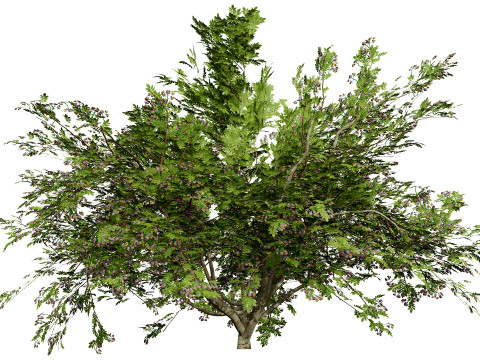 Vibrant Floral Tree Collection 3D Model
