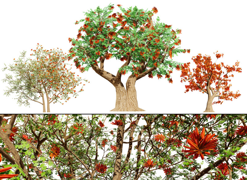 South African Erythrina lysistemon Tree 3D Model .c4d .max .obj .3ds .fbx .stl .blend