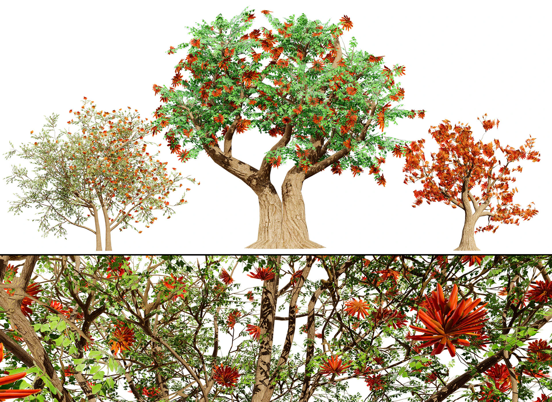 Albero sudafricano di Erythrina lysistemon Modello 3D .c4d .max .obj .3ds .fbx .stl .blend