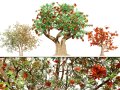 South African Erythrina lysistemon Tree 3D मॉडल
