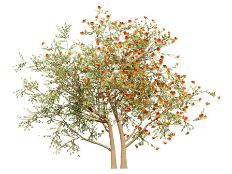 South African Erythrina lysistemon Tree 3D 모델