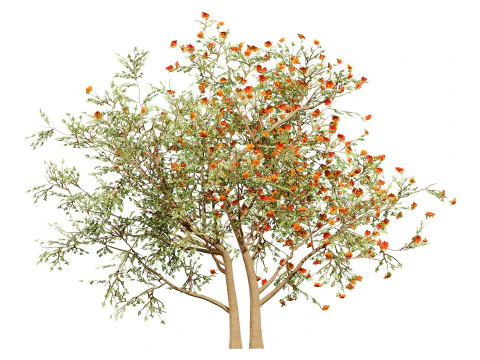 Albero sudafricano di Erythrina lysistemon Modello 3D