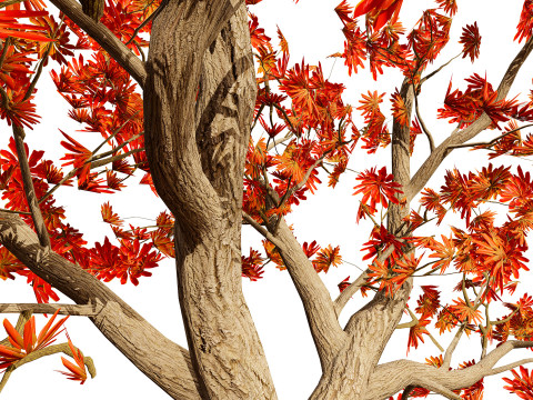 South African Erythrina lysistemon Tree 3D 모델