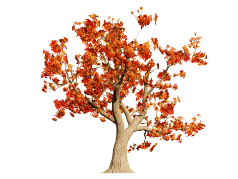 South African Erythrina lysistemon Tree 3D 모델