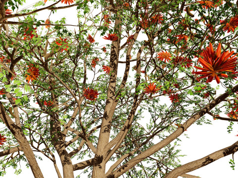 South African Erythrina lysistemon Tree 3D 모델