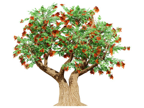 South African Erythrina lysistemon Tree 3D 모델