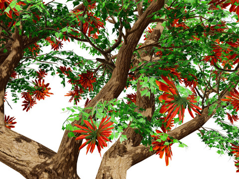 South African Erythrina lysistemon Tree 3D 모델