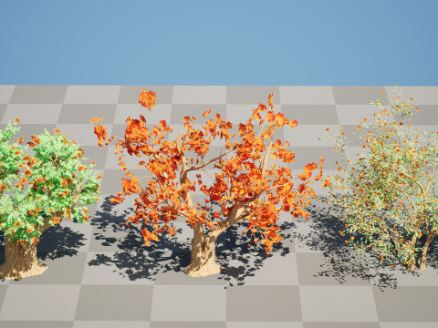 South African Erythrina lysistemon Tree 3D 모델