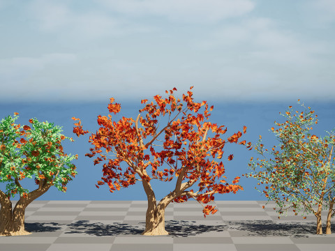 South African Erythrina lysistemon Tree 3D 모델