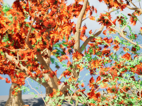South African Erythrina lysistemon Tree 3D 모델