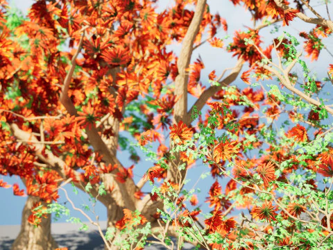 Albero sudafricano di Erythrina lysistemon Modello 3D