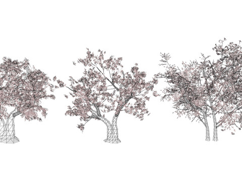 South African Erythrina lysistemon Tree 3D 모델